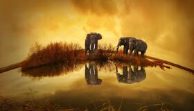 Elephants in Thailand